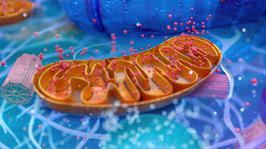 Mitochondrial Optimization: Unlocking the Secrets to Vitality and Longevity