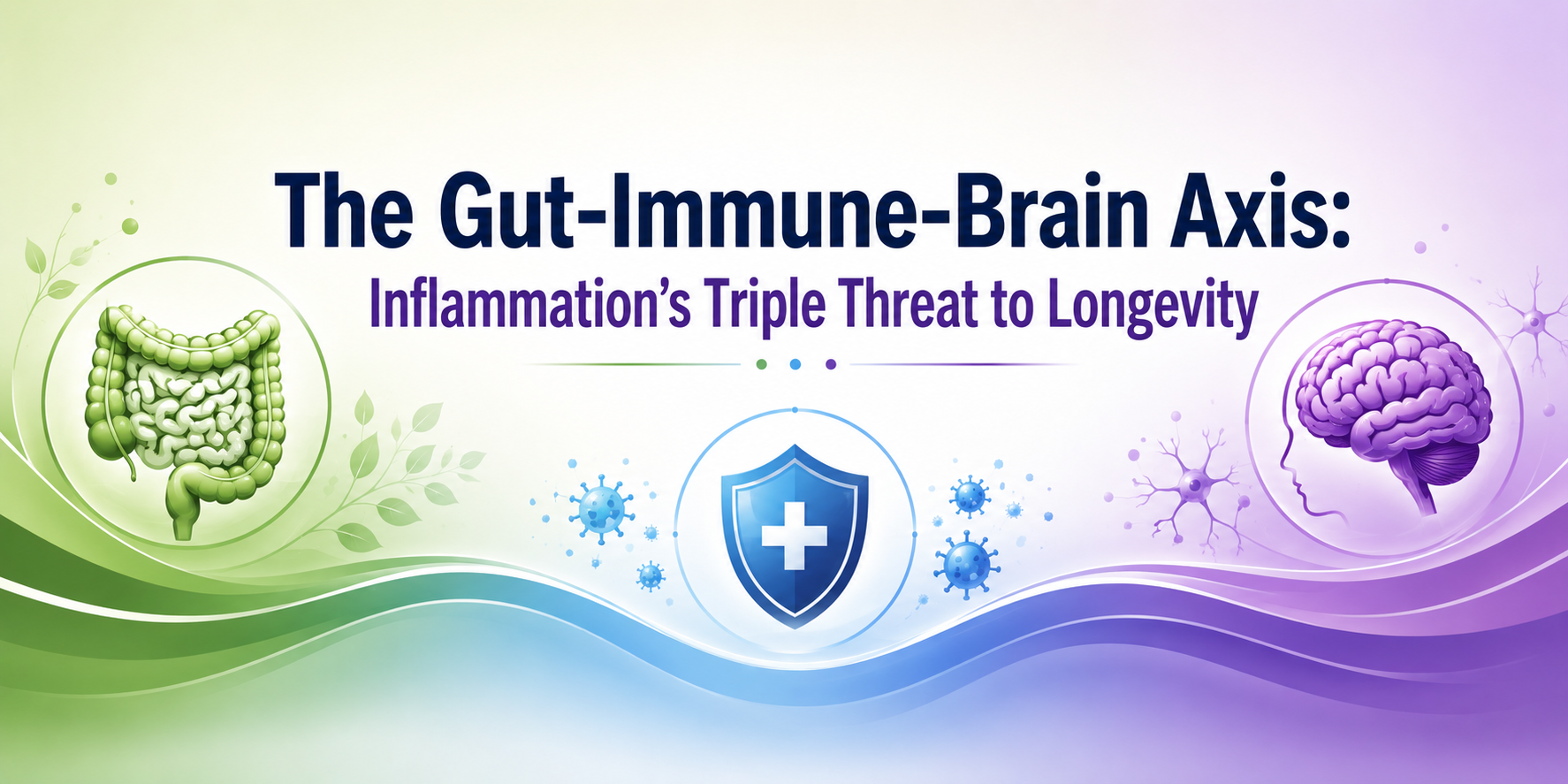The Gut-Immune-Brain Axis: Inflammation’s Triple Threat to Longevity