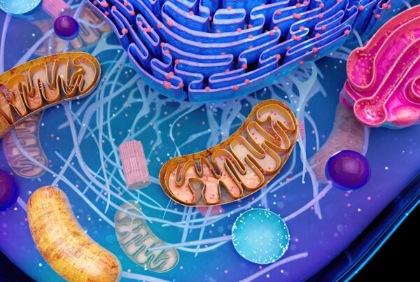 Mitochondrial Decline After 40: Why Cellular Energy Drops With Age