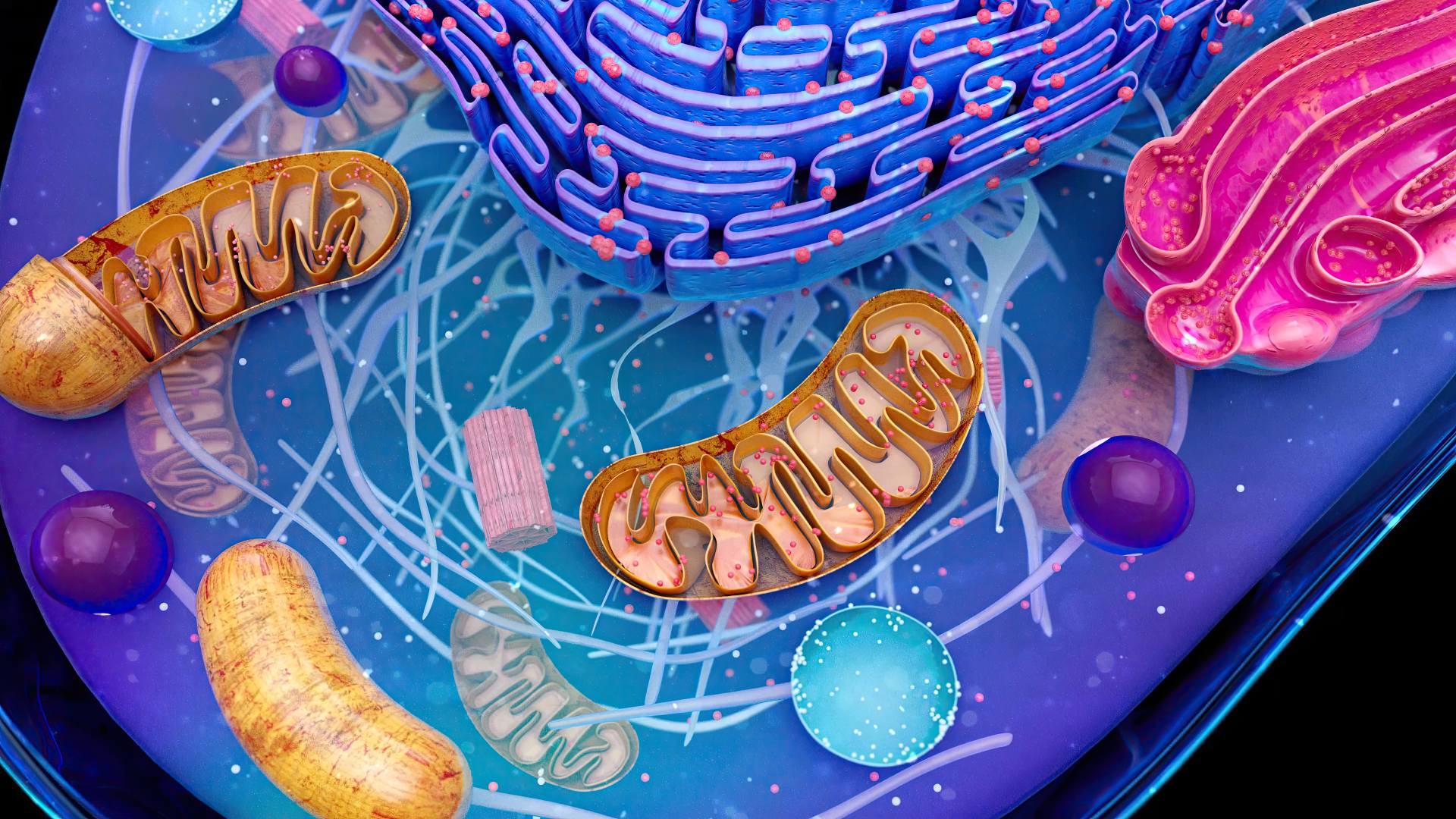 Mitochondrial Decline After 40: Why Cellular Energy Drops With Age