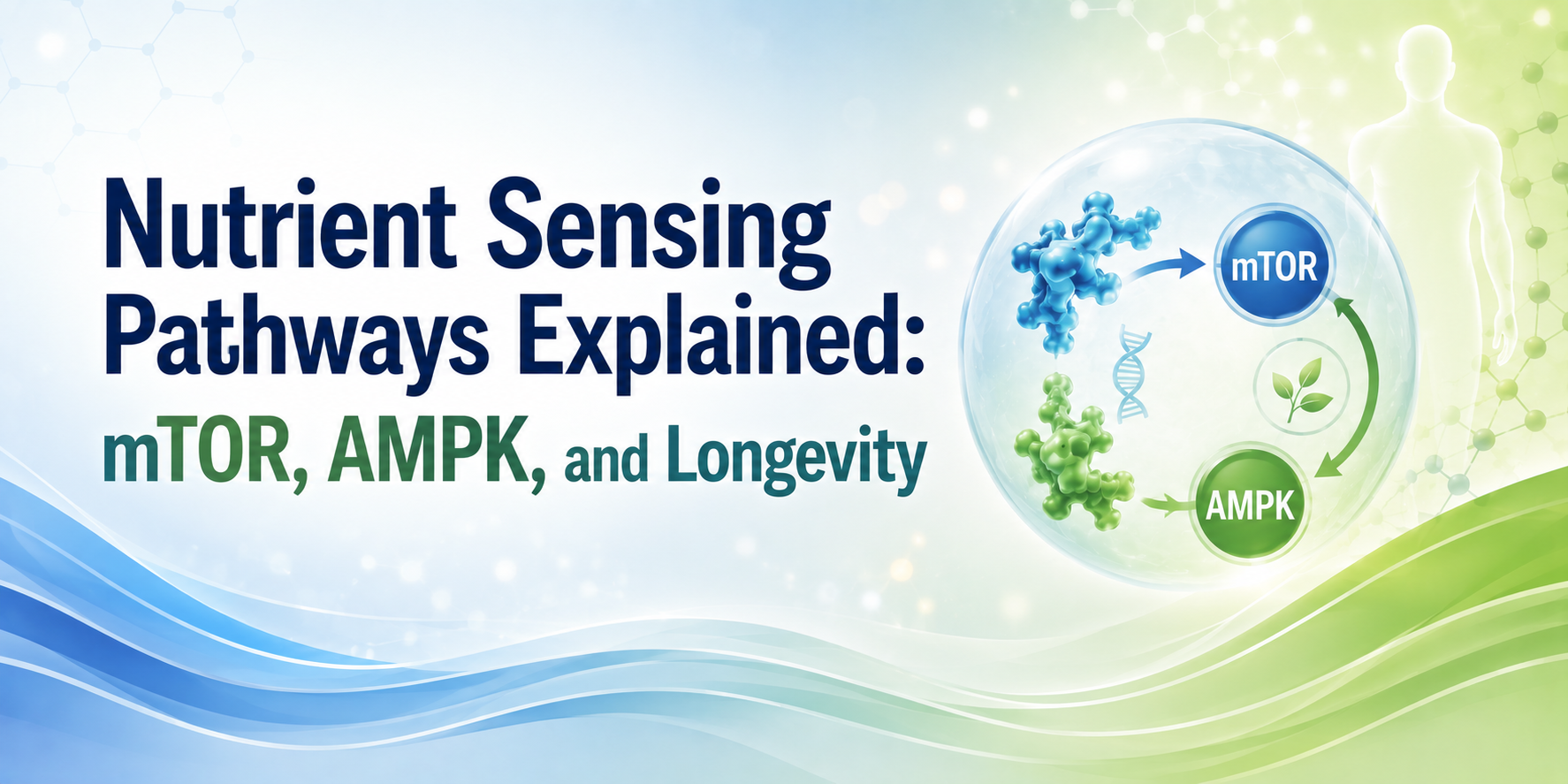 Nutrient Sensing Pathways Explained: mTOR, AMPK, and Longevity