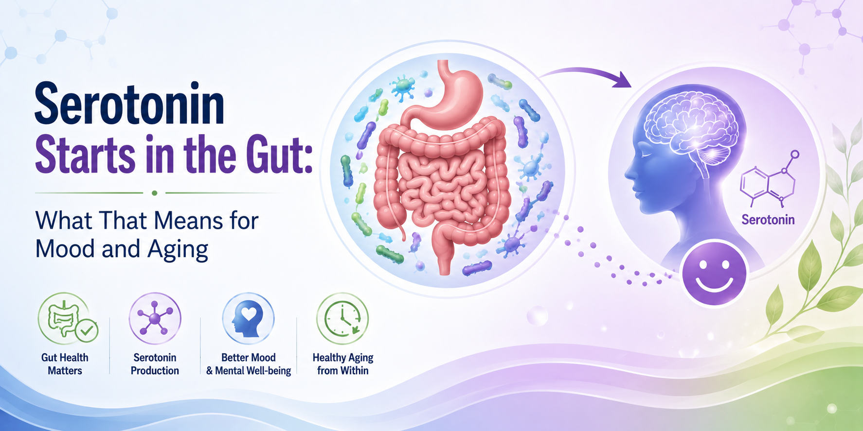 Serotonin Starts in the Gut: What That Means for Mood and Aging