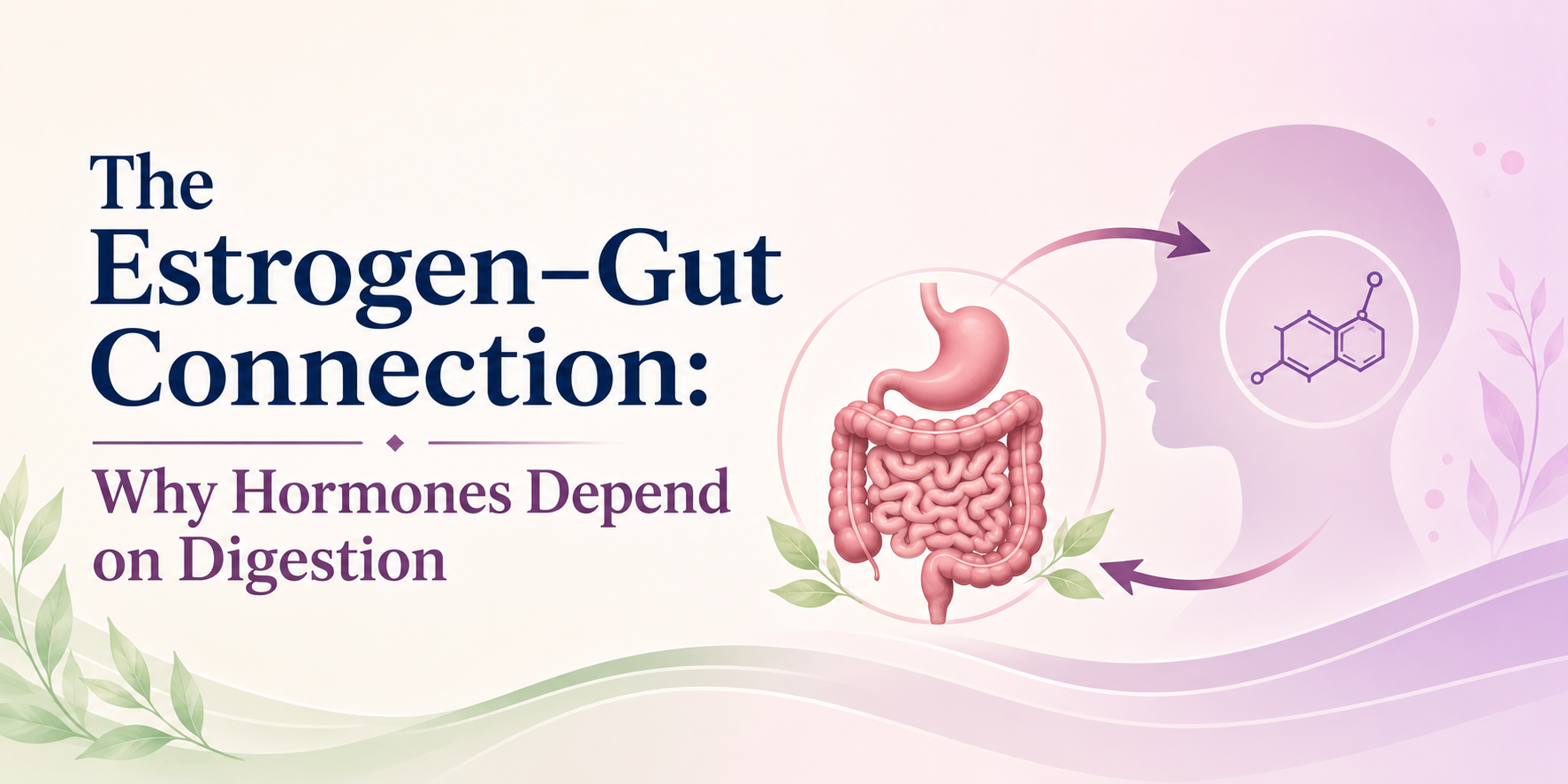 The Estrogen–Gut Connection: Why Hormones Depend on Digestion