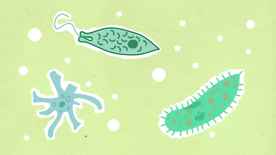 Mitochondria, Metabolism, and Aging: The Energy Connection to Longevity